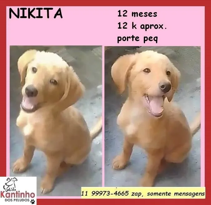 Cachorro ra a SRD-ViraLata idade 7 a 11 meses nome Nikita