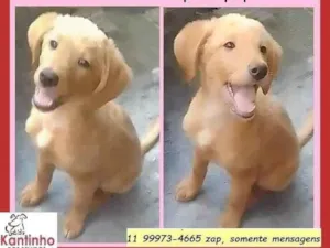 Cachorro raça SRD-ViraLata idade 7 a 11 meses nome Nikita