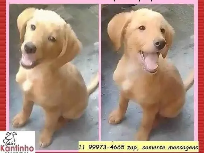 Cachorro ra a SRD-ViraLata idade 7 a 11 meses nome Nikita