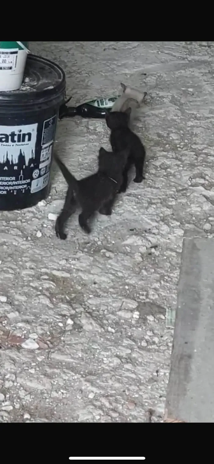 Gato ra a SRD-ViraLata idade Abaixo de 2 meses nome Gatinho preto