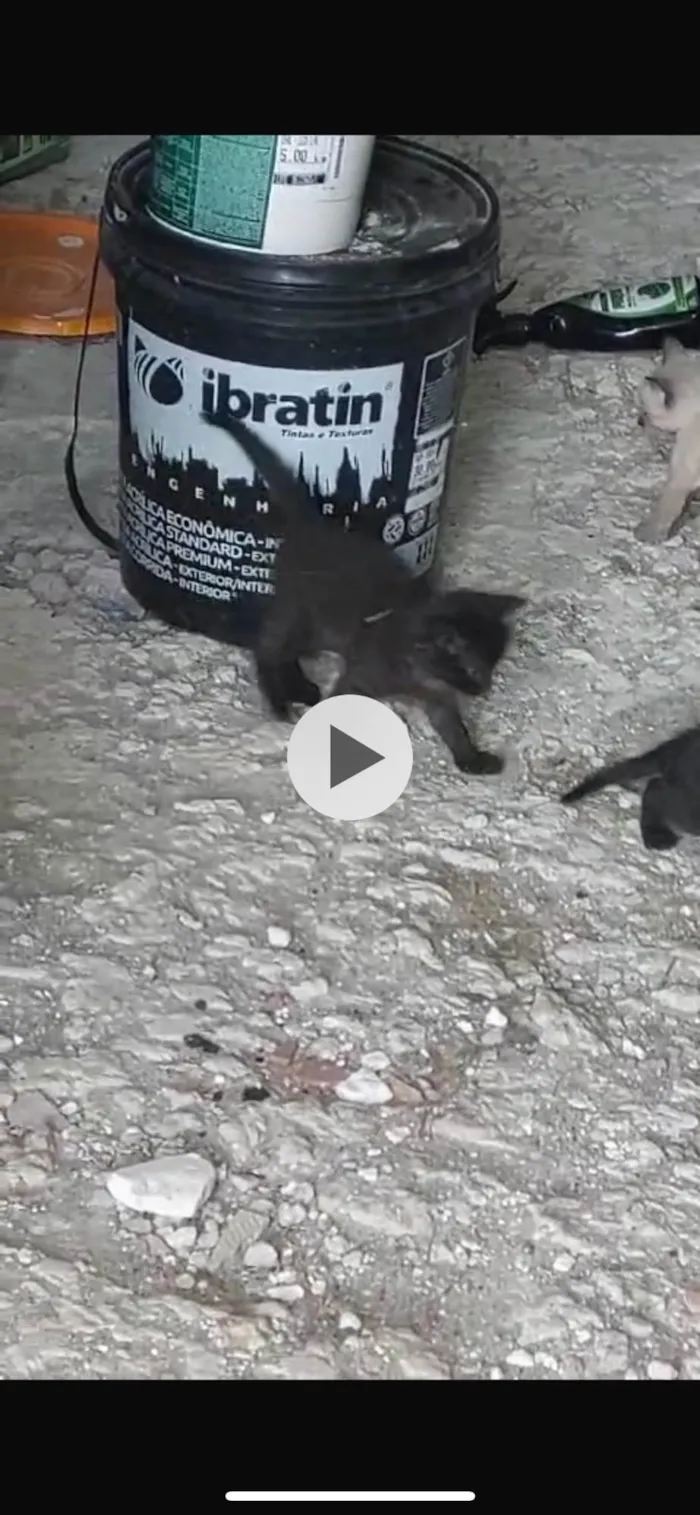 Gato ra a SRD-ViraLata idade Abaixo de 2 meses nome Gatinho preto