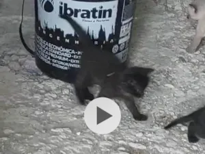 Gato raça SRD-ViraLata idade Abaixo de 2 meses nome Gatinho preto