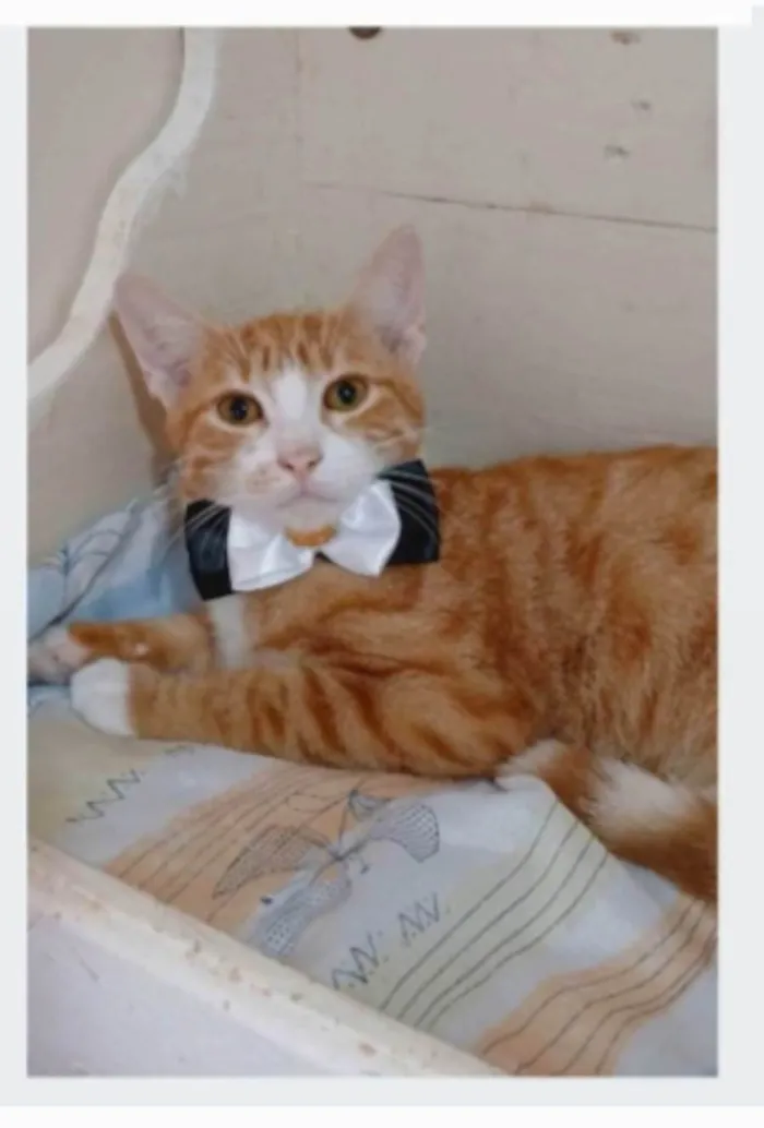 Gato ra a SRD-ViraLata idade 7 a 11 meses nome SIMBA