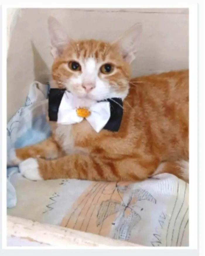 Gato ra a SRD-ViraLata idade 7 a 11 meses nome SIMBA