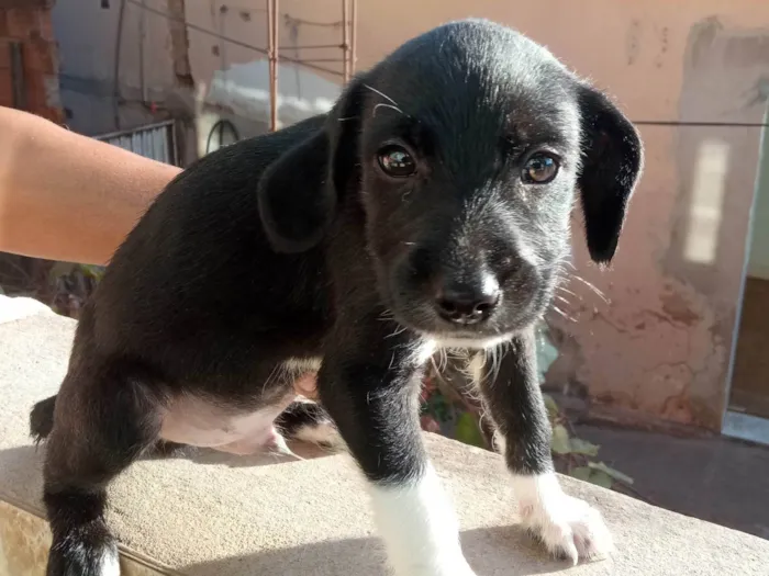 Cachorro ra a SRD-ViraLata idade 2 a 6 meses nome Ainda sem nome