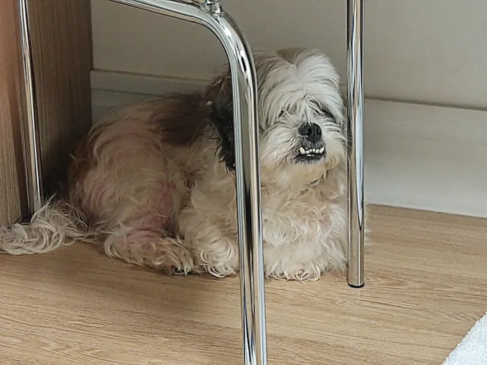 Cachorro ra a Lhasa Apso idade 4 anos nome Não possui 