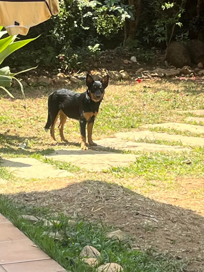 Cachorro ra a SRD-ViraLata idade 2 a 6 meses nome Amora 