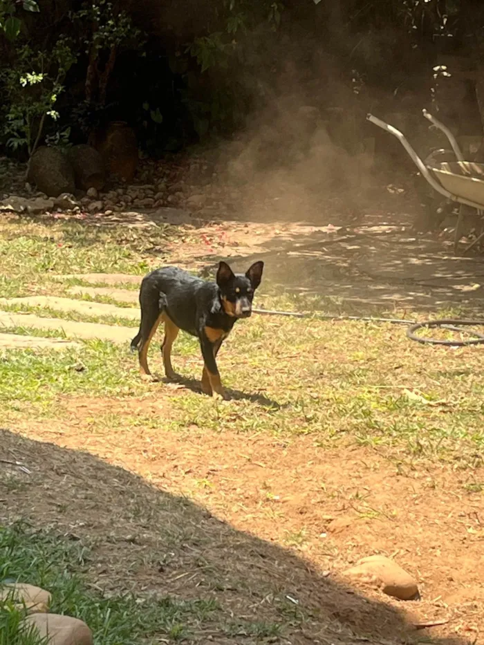 Cachorro ra a SRD-ViraLata idade 2 a 6 meses nome Amora 