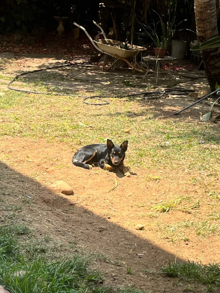 Cachorro ra a SRD-ViraLata idade 2 a 6 meses nome Amora 