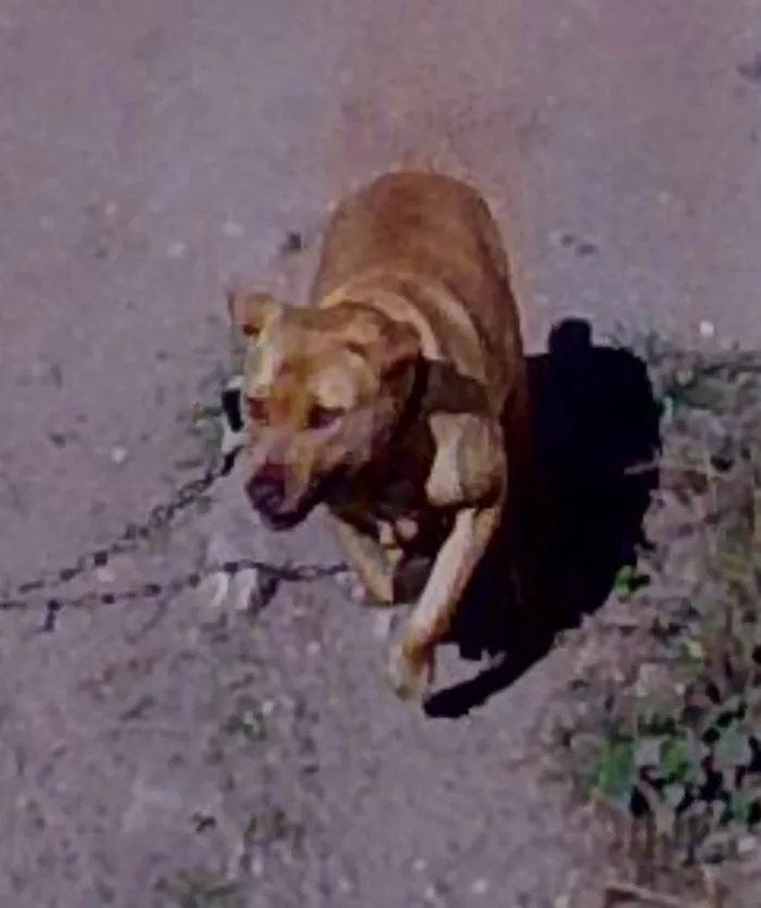 Cachorro ra a Pit-Bull idade 3 anos nome Barao