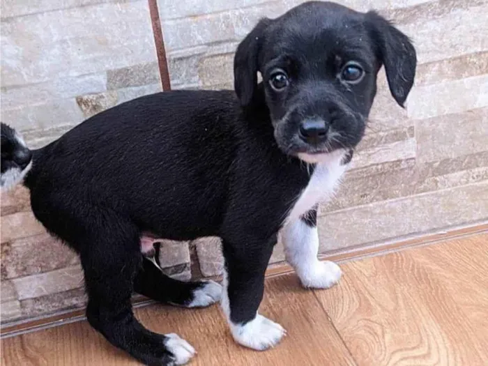 Cachorro ra a SRD-ViraLata idade 2 a 6 meses nome Ainda sem nome