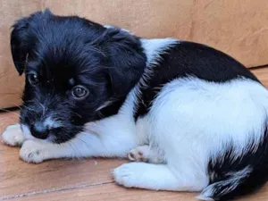 Cachorro raça SRD-ViraLata idade 2 a 6 meses nome Ainda sem nome