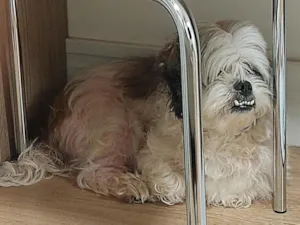 Cachorro raça Lhasa Apso idade 4 anos nome Não possui 