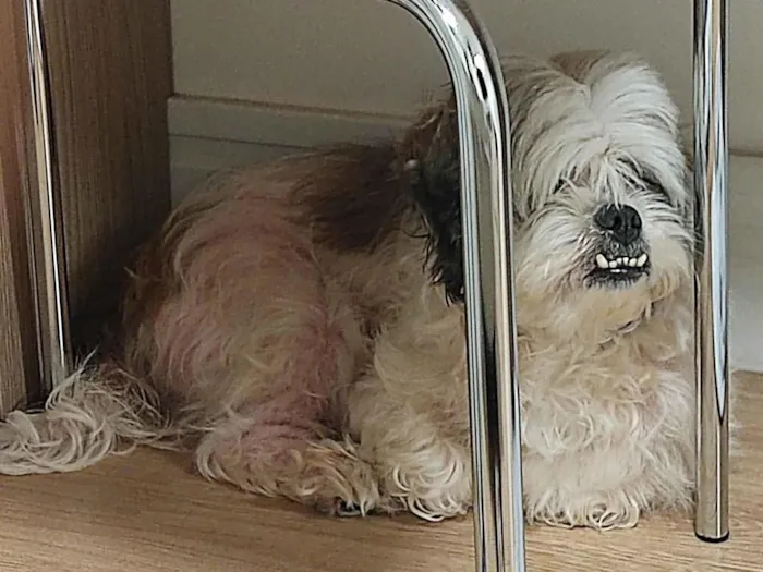 Cachorro ra a Lhasa Apso idade 4 anos nome Não possui 