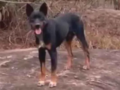 Cachorro raça SRD-ViraLata idade 2 a 6 meses nome Amora 