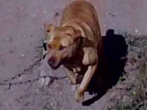 Cachorro raça Pit-Bull idade 3 anos nome Barao