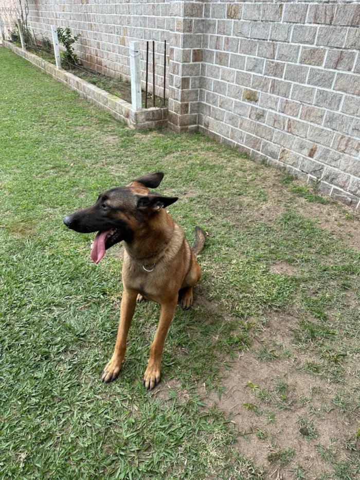 Cachorro ra a Pastor Alemão idade 1 ano nome LUCK