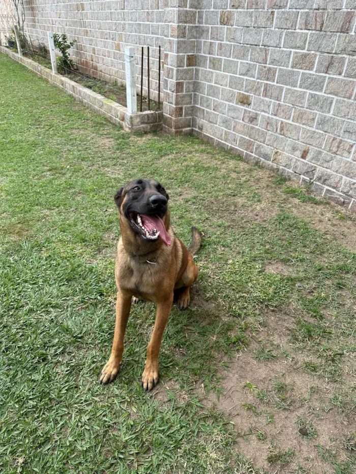 Cachorro ra a Pastor Alemão idade 1 ano nome LUCK