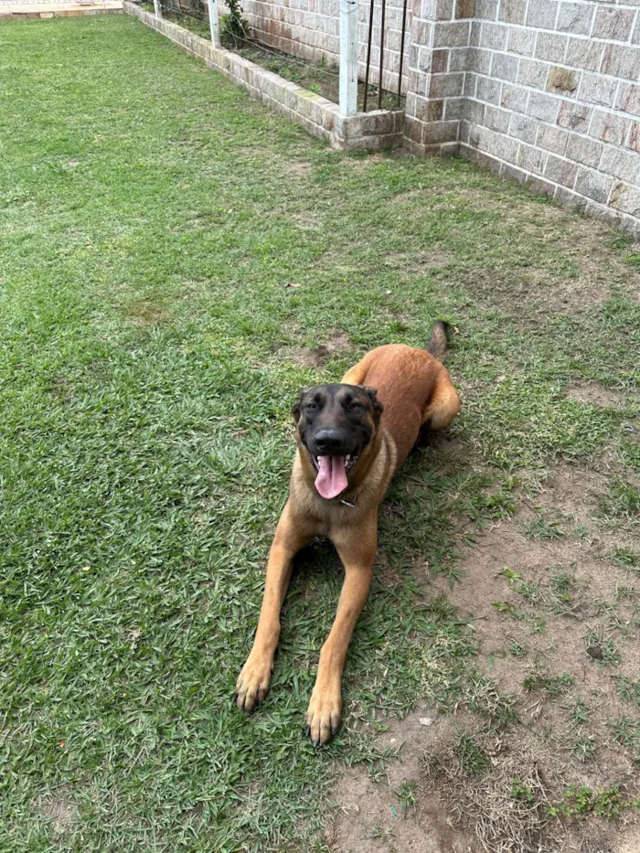 Cachorro ra a Pastor Alemão idade 1 ano nome LUCK