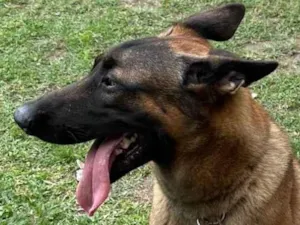 Cachorro raça Pastor Alemão idade 1 ano nome LUCK