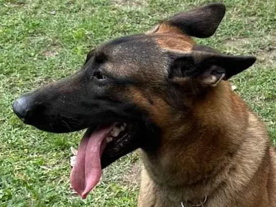 Cachorro ra a Pastor Alemão idade 1 ano nome LUCK