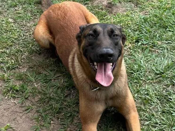 Cachorro ra a Pastor Alemão idade 1 ano nome LUCK