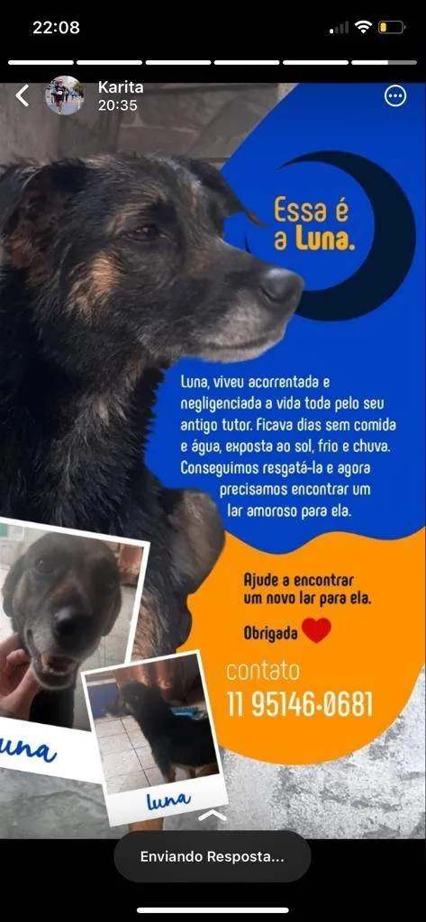 Cachorro ra a SRD-ViraLata idade 5 anos nome Luna 