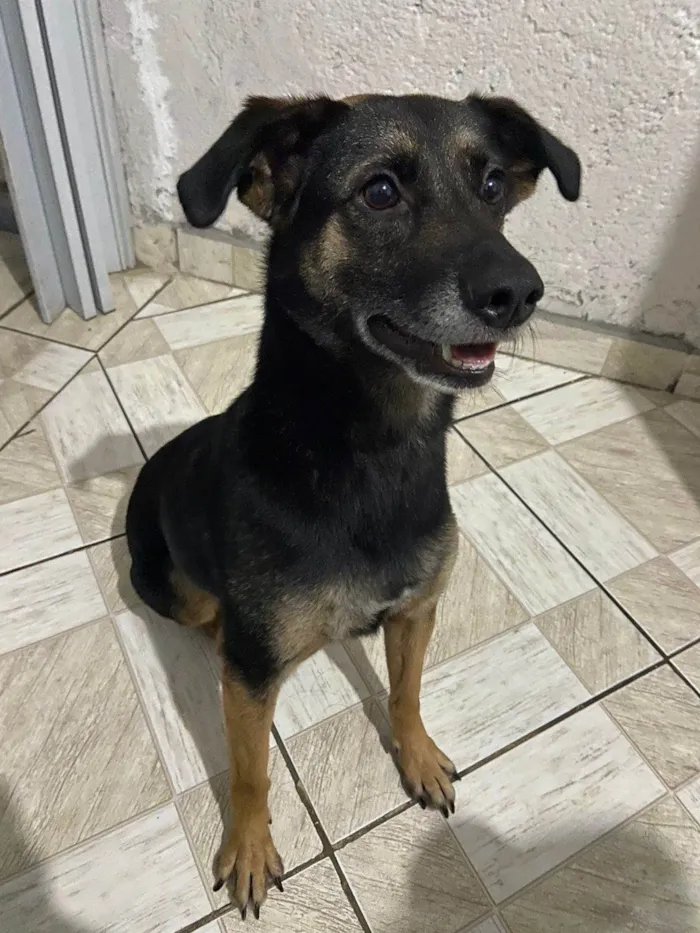 Cachorro ra a SRD-ViraLata idade 5 anos nome Luna 