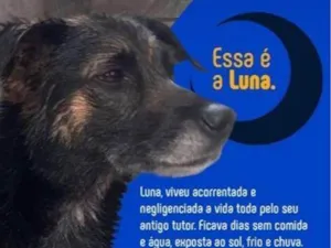 Cachorro raça SRD-ViraLata idade 5 anos nome Luna 