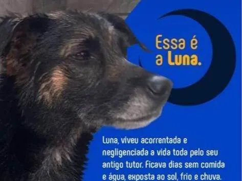 Cachorro ra a SRD-ViraLata idade 5 anos nome Luna 