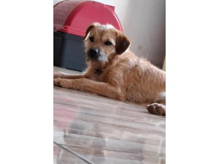 Cachorro ra a SRD-ViraLata idade 1 ano nome Theo 