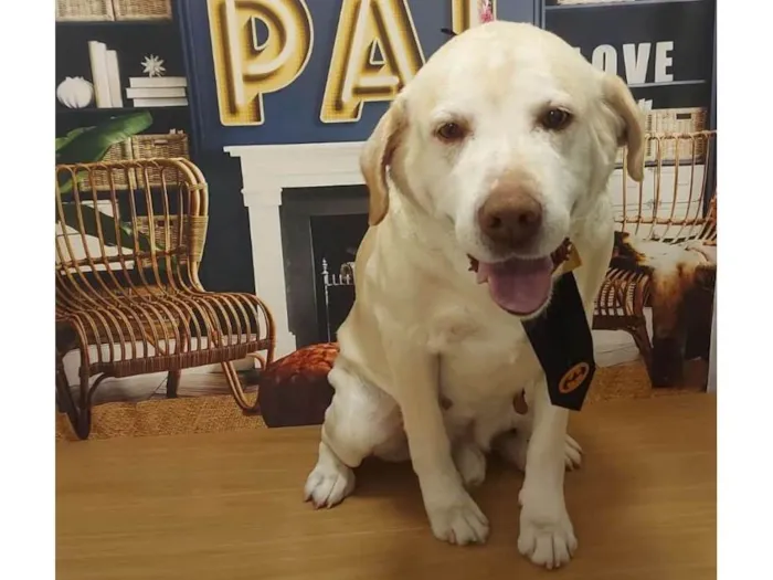 Cachorro ra a Labrador idade 6 ou mais anos nome Benner