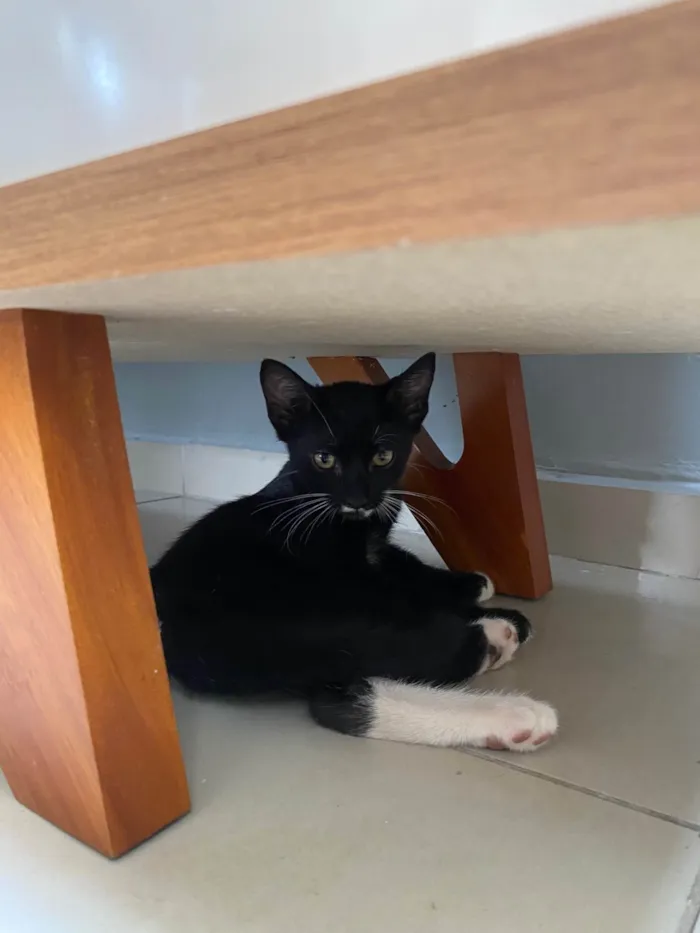 Gato ra a SRD-ViraLata idade 2 a 6 meses nome Sem Nome