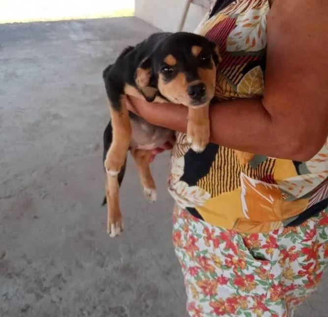 Cachorro ra a SRD-ViraLata idade 2 a 6 meses nome Lua