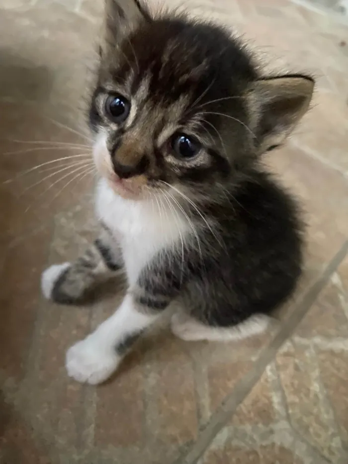 Gato ra a SRD-ViraLata idade 2 a 6 meses nome Sem Nome