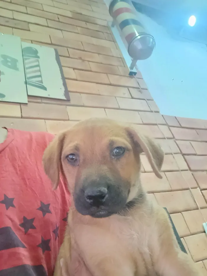 Cachorro ra a SRD-ViraLata idade Abaixo de 2 meses nome Aladim 