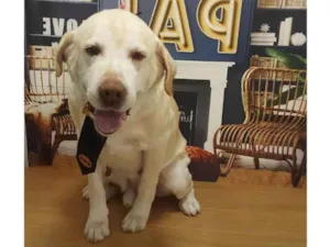 Cachorro raça Labrador idade 6 ou mais anos nome Benner