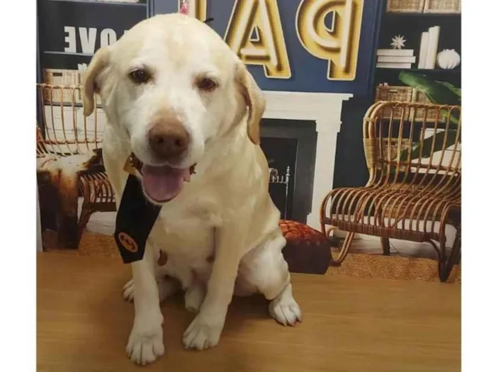 Cachorro ra a Labrador idade 6 ou mais anos nome Benner