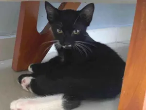 Gato raça SRD-ViraLata idade 2 a 6 meses nome Sem Nome