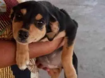 Cachorro raça SRD-ViraLata idade 2 a 6 meses nome Lua