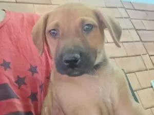 Cachorro raça SRD-ViraLata idade Abaixo de 2 meses nome Aladim 