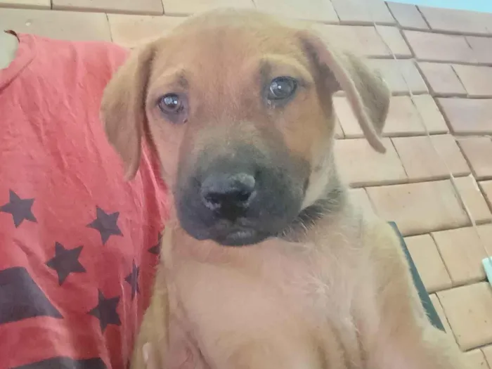 Cachorro ra a SRD-ViraLata idade Abaixo de 2 meses nome Aladim 