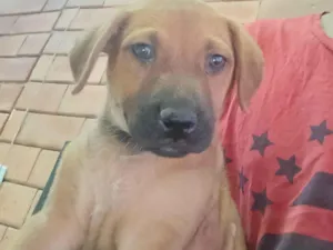 Cachorro raça SRD-ViraLata idade Abaixo de 2 meses nome Aladim 