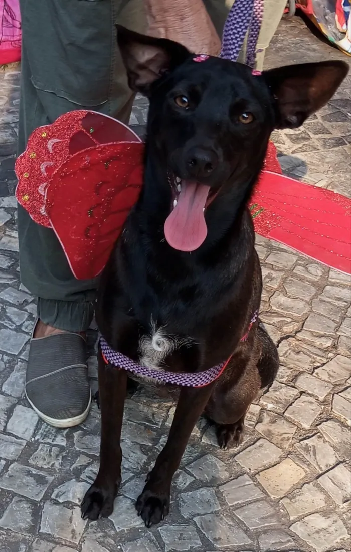 Cachorro ra a SRD-ViraLata idade 1 ano nome Lilica