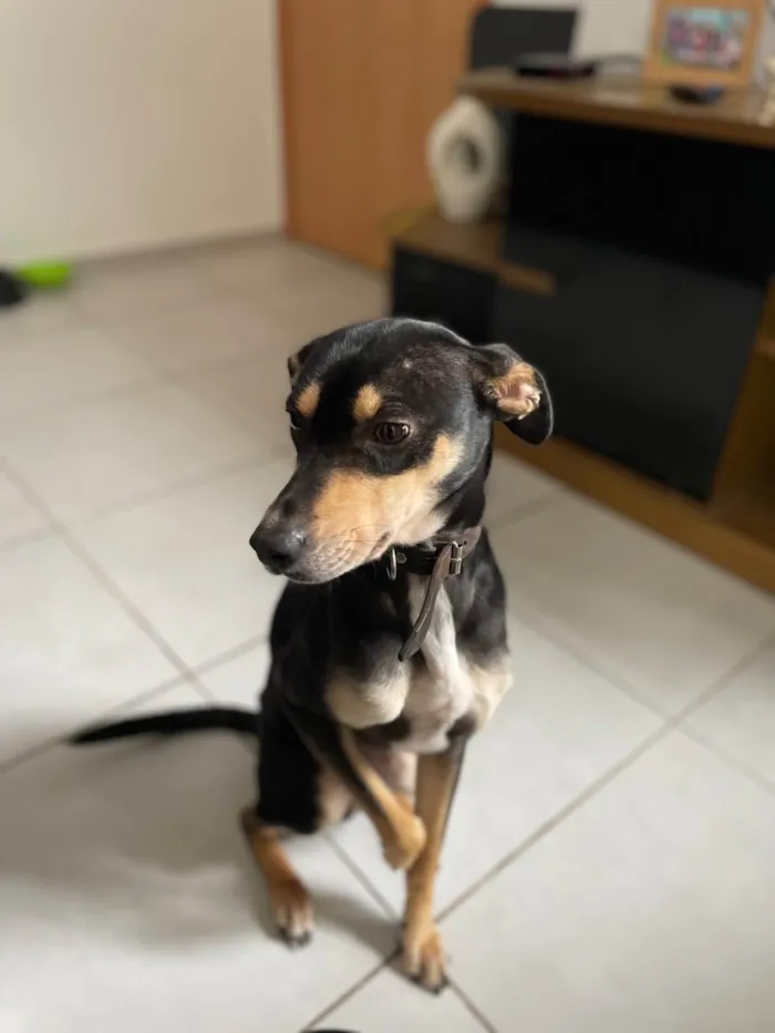 Cachorro ra a SRD-ViraLata idade 3 anos nome Marley