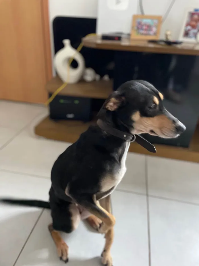 Cachorro ra a SRD-ViraLata idade 3 anos nome Marley