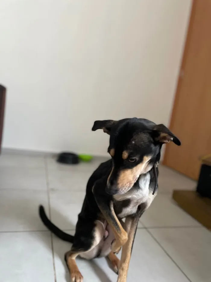 Cachorro ra a SRD-ViraLata idade 3 anos nome Marley