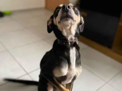 Cachorro raça SRD-ViraLata idade 3 anos nome Marley