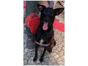 Cachorro raça SRD-ViraLata idade 1 ano nome Lilica