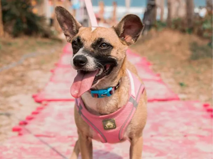 Cachorro ra a SRD-ViraLata idade 2 a 6 meses nome Fiona